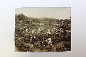 Photographie originale - Cathering tea-leaves at Uji