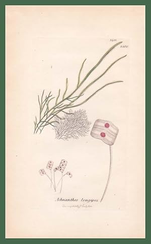 Image du vendeur pour Achnanthes longipes mis en vente par Studio Bibliografico Imprimatur
