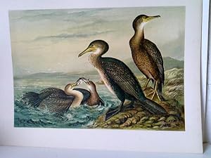 Phalacrocorax carbo (L.) Kormoranscharbe - Jugendkleid. Phalacrocorax graculus (L.) - Krähenschar...