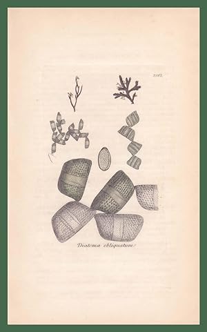 Diatoma Obliquatum marine species