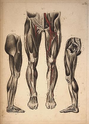 Beine legs Nerven nerves Arterien arteries Anatomie anatomy Medizin medicine steel engraving