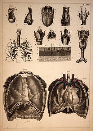 Kehlkopf larynx Brustkorb thorax Anatomie anatomy Medizin medicine steel engraving