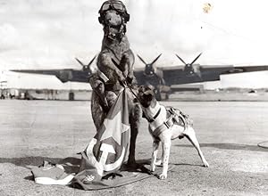 Australia Lincoln Bombing Squadron Mascots Stuffed Kangaroo & Dog old Photo 1952