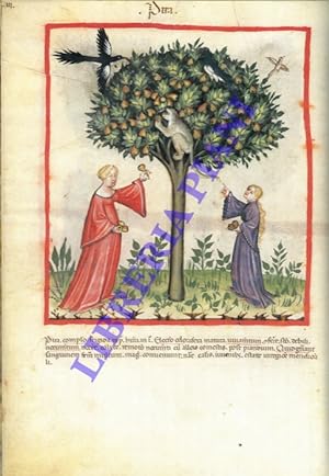 Tacuinum sanitatis in medicina. Codex Vindobonensis Series Nova 2644 della Osterreichische Nation...