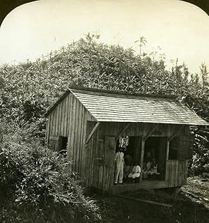 Jamaica Native country school house Banana Trees Old White Stereoview Photo 1900