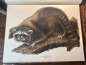 Image du vendeur pour The Viviparous Quadrupeds of North America. mis en vente par Arader Galleries - AraderNYC