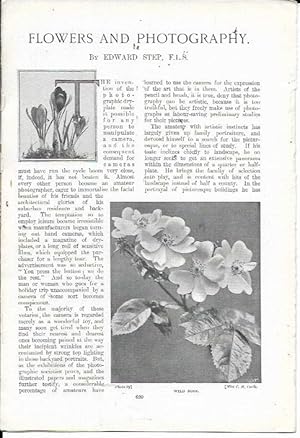 Image du vendeur pour Flowers and Photography (The Windsor Magazine (1901) Vol. XIV [14], pp. 620-630) mis en vente par Bookfeathers, LLC