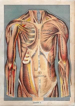 Antique Human Anatomy Colorplate Lithographs of Female & Male Torso