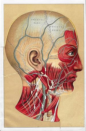 Antique Human Anatomy Colorplate Lithograph Overlays of Heads