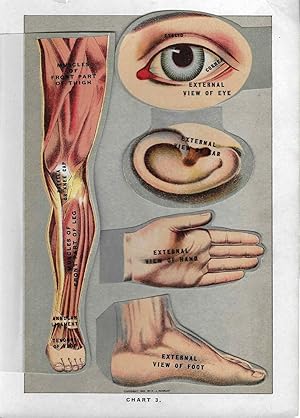 Antique Human Anatomy of Leg, Eye, Ear, Hand & Foot