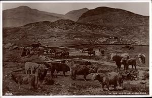 Bild des Verkufers fr Ansichtskarte / Postkarte Schottland, In the scottish highlands, Rinder zum Verkauf von akpool GmbH