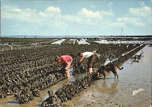 Image du vendeur pour Postkarte Carte Postale Meerestiere Austern Cote de Lumiere L'Ile d'Oleron Boyardville mis en vente par Versandhandel Boeger