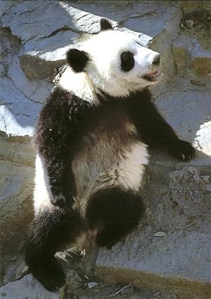 Seller image for Postkarte Carte Postale Pandabr Giant Panda for sale by Versandhandel Boeger