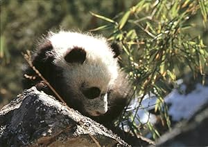 Seller image for Postkarte Carte Postale Pandabr Giant Panda for sale by Versandhandel Boeger