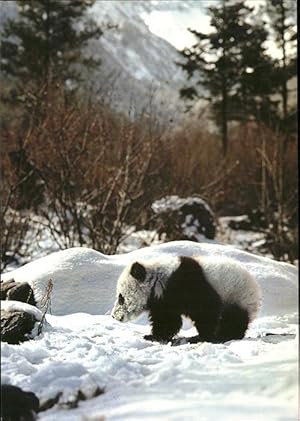 Seller image for Postkarte Carte Postale Pandabr Giant Panda for sale by Versandhandel Boeger