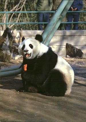 Seller image for Postkarte Carte Postale Pandabr Giant Panda for sale by Versandhandel Boeger