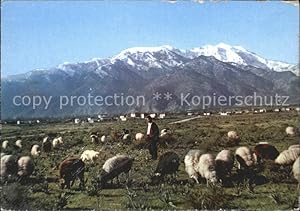 Immagine del venditore per Postkarte Carte Postale Olympos Olymbos Gebirge Hochland Schafherde venduto da Versandhandel Boeger