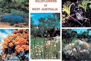 Bild des Verkufers fr Postkarte Carte Postale Blumen Wildflowers Western Australia zum Verkauf von Versandhandel Boeger