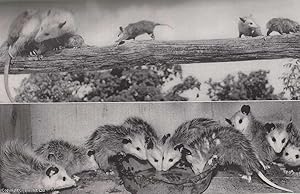Br'er Possum, Hermit of The Lowlands: North America's Only Pouched Mammal, Slow-Moving Survivor o...