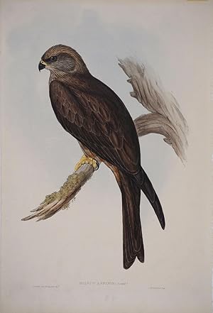 Milvus Affinis. Australian Kite