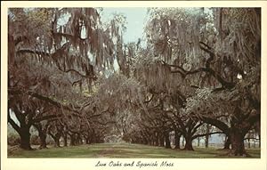 Seller image for Postkarte Carte Postale Bume Trees Live Oaks and Spanish Moss Deep South of USA for sale by Versandhandel Boeger