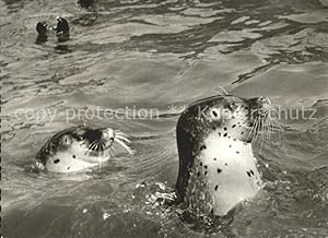 Bild des Verkufers fr Postkarte Carte Postale Seehunde Robben Insel Sylt zum Verkauf von Versandhandel Boeger