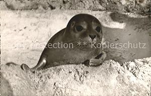 Bild des Verkufers fr Postkarte Carte Postale Seehunde Robben Strand Juist zum Verkauf von Versandhandel Boeger