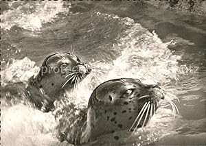 Bild des Verkufers fr Postkarte Carte Postale Seehunde Robben Insel Sylt zum Verkauf von Versandhandel Boeger