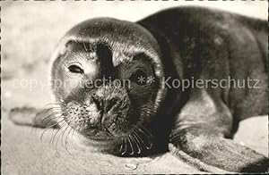 Bild des Verkufers fr Postkarte Carte Postale Seehunde Robben Langeoog zum Verkauf von Versandhandel Boeger