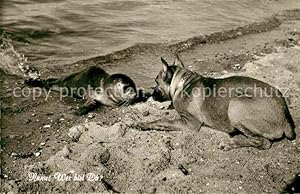 Bild des Verkufers fr Postkarte Carte Postale Seehunde Robben Boxer Insel Sylt Begegnung zum Verkauf von Versandhandel Boeger