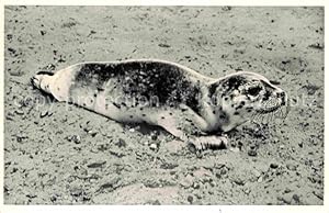 Bild des Verkufers fr Postkarte Carte Postale Seehunde Robben Nordsee zum Verkauf von Versandhandel Boeger