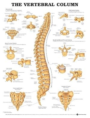 Seller image for Vertebral Column Anatomical Chart for sale by GreatBookPrices