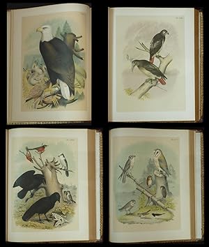 Studer's Popular Ornithology. The Birds of North America. Upwards of seven hundred different spec...