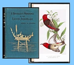 A Naturalist's Wanderings in the Eastern Archipelago. A Narrative of Travel and Exploration From ...