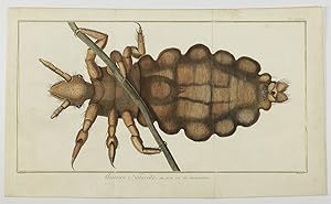 Immagine del venditore per Giant louse [from the Encyclopédie ou Dictionnaire des Sciences, plate 84]. venduto da Antiquariaat Schierenberg