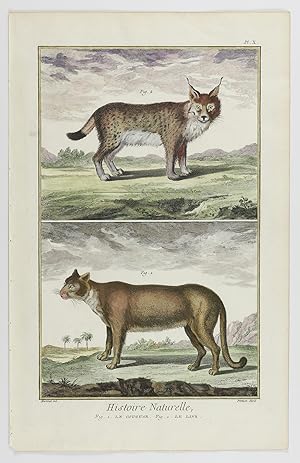 Immagine del venditore per Histoire naturelle Planche X. Le couguar, le linx. [Contemporary hand-coloured plate]. venduto da Antiquariaat Schierenberg