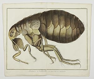 Immagine del venditore per Giant flea [from the Encyclopédie ou Dictionnaire des sciences, plate 85]. venduto da Antiquariaat Schierenberg