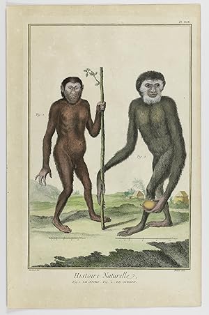 Imagen del vendedor de Histoire naturelle Planche XIX. Le jocko, le gibbon [Contemporary hand-coloured plate]. a la venta por Antiquariaat Schierenberg