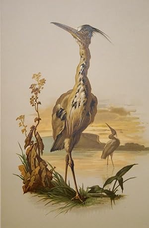 Heron. Reiher. Original Farbllithographie auf getöntem Karton