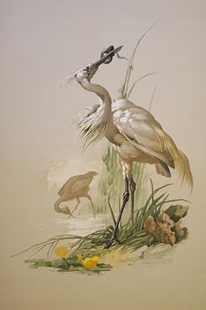Heron. Reiher. Original Farbllithographie auf getöntem Karton