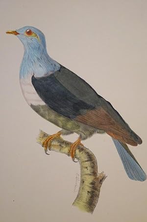 Vogel. Erythroena Madagasgariensis. Original Lithographie.