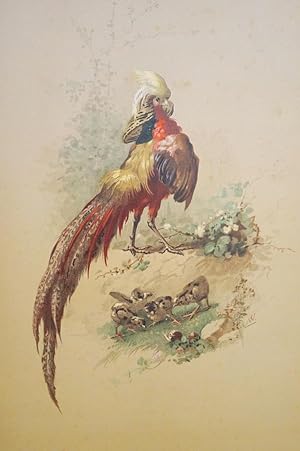Vogel. Papagei mit Küken.Original Farbllithographie auf getöntem Karton