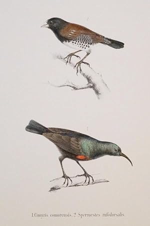 Vogel. Cinnyris comorensis. Spermestes rufodorsalis. Original lithographie aus Peters Natur. Wiss...