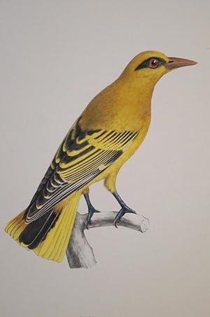 Vogel. Oriolus notatus. Peters. Original lithographie aus Peters Natur. Wissenschaftliche Reise n...