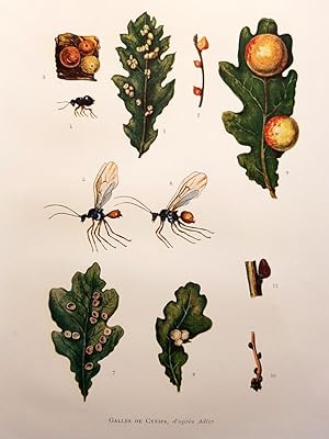 Bild des Verkufers fr Les insectes zum Verkauf von Antiquariat ABATON oHG