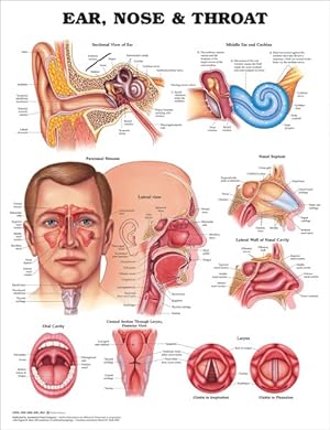 Seller image for Ear, Nose and Throat for sale by GreatBookPrices