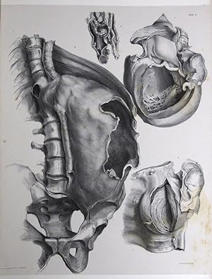 THE SECOND FASCICULUS OF ANATOMICAL DRAWINGS