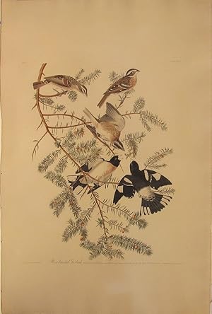 Rose-breasted Grosbeak (Elephant folio Plate CXXVII) Fringilla ludoviciana