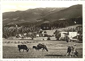 Postkarte Carte Postale Schreiberhau Niederschlesien Kühe auf der Wiese Weißbachtal