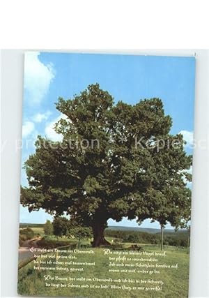 Seller image for Postkarte Carte Postale Bume Trees Rieseneiche Momart Odenwald Gedicht for sale by Versandhandel Boeger